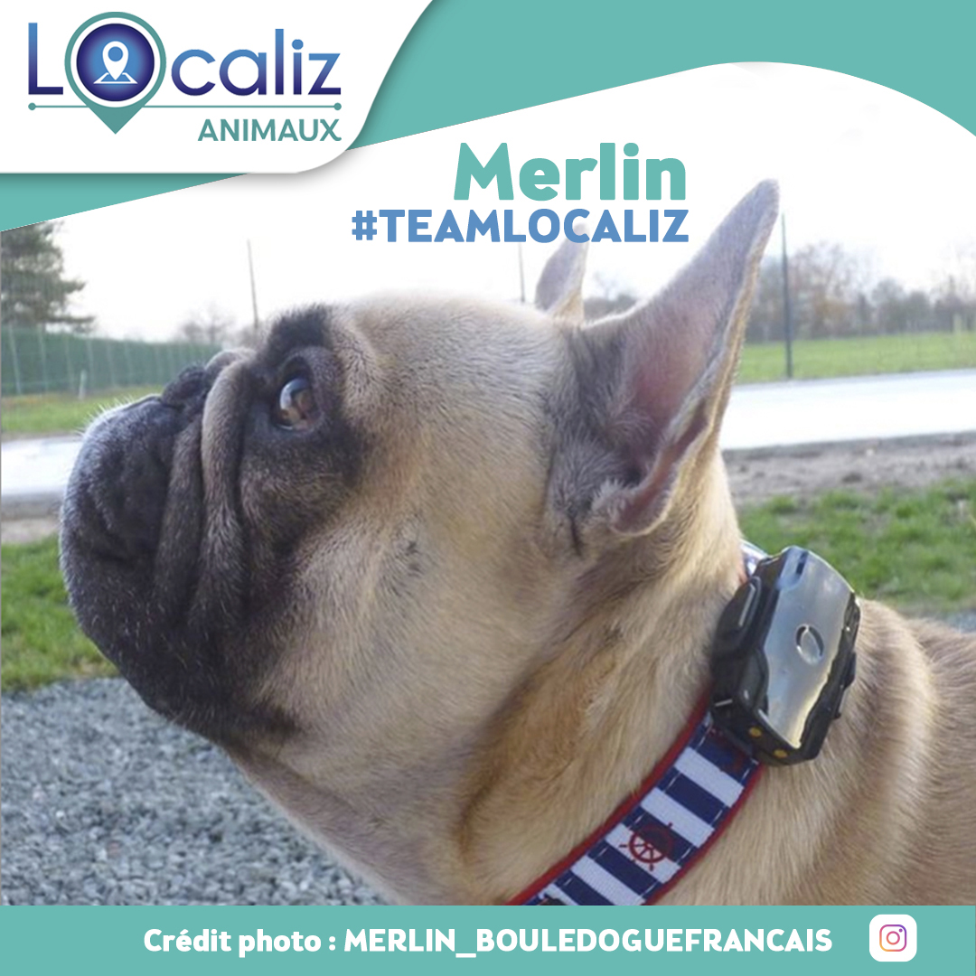 أساسي قيلولة الوسيط Collier Merlin Chien Furyo Net