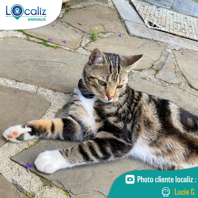 Géolocalisation de votre chat : Le Lookat de Localiz