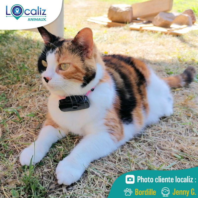 Collier GPS pour chat LOOKAT®, Sans abonnement