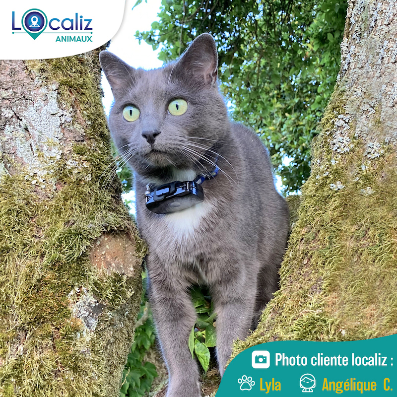 Localiz - Vous avez peur de perdre votre chat ? 😸 Optez pour le