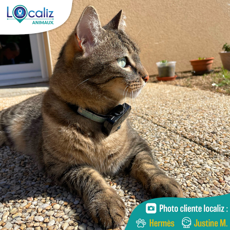 Mini traceur GPS avec collier pour chat – Pour toi Mon chat