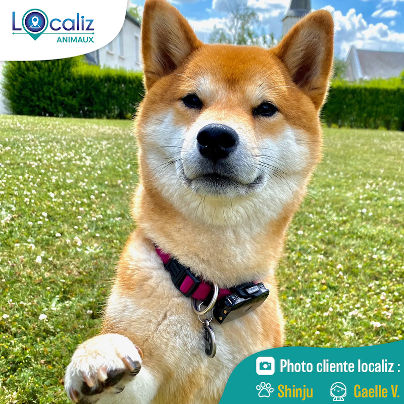 Localiz - Vous avez peur de perdre votre chat ? 😸 Optez pour le