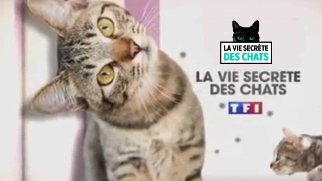 Localiz, partenaire de l'émission TV "La vie secrète des chats" sur TF1