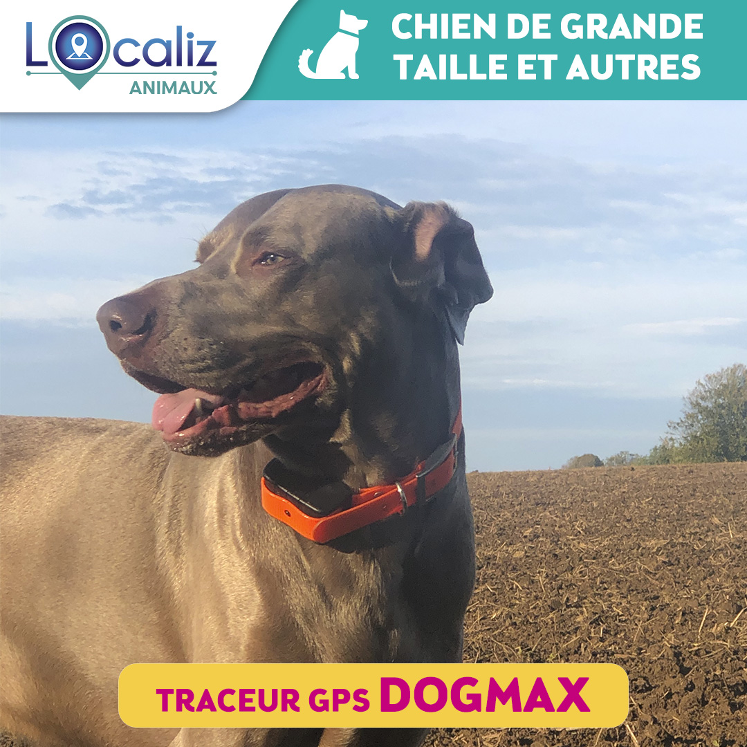 Tractive DOG XL - Collier GPS pour chien avec grande batterie