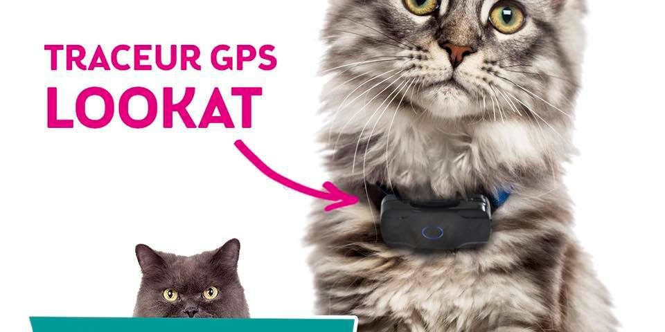 Traceur GPS pour chat