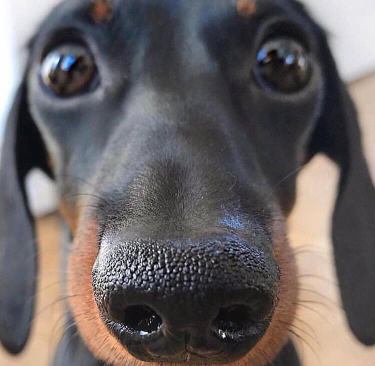 Gros museau de l’équipe localiz Gros museau de l'équipe localiz