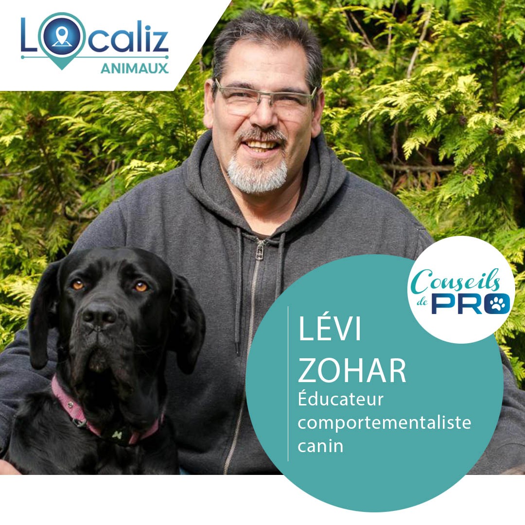 Levi Zohar Localiz éducateur canin chien