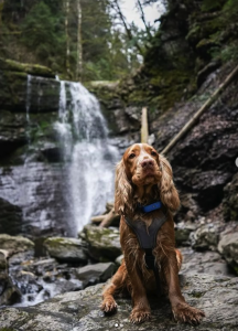 Le beau Mistrkoda