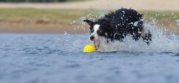 Border qui joue dans l'eau