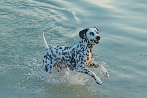 Dalmatien-dans-leau.jpg