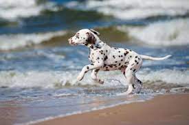 Petit dalmatien apprend la baignade