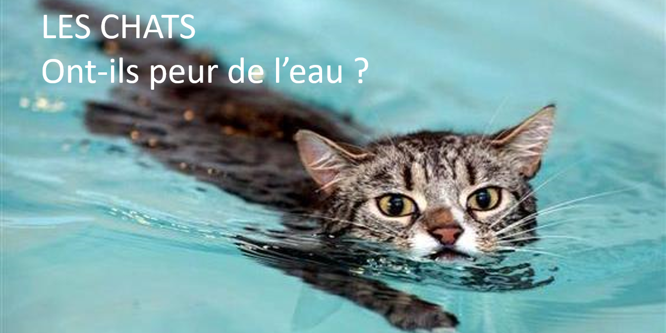 LES CHATS ONTILS PEUR DE L