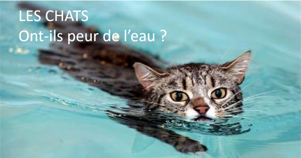 LES CHATS ONT-ILS PEUR DE L'EAU ?