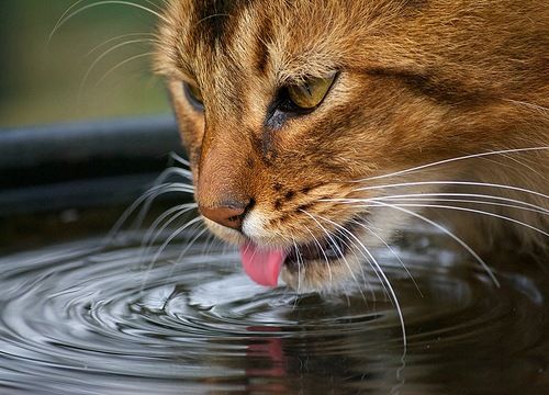 Chat qui boit