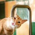 A cat drinking from a tap in a kitchen