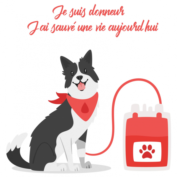 Le saviez-vous ? Les animaux aussi peuvent donner leur sang