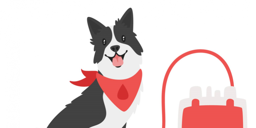 Le saviez-vous ? Les animaux aussi peuvent donner leur sang