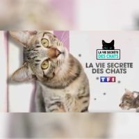 Localiz, partenaire de l'émission TV "La vie secrète des chats" sur TF1