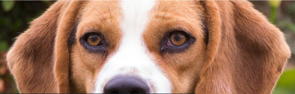 Maltraitance animale Artticle projet de loi