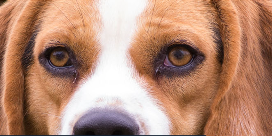 Maltraitance animale Artticle projet de loi