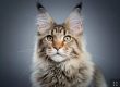 Le Maine Coon