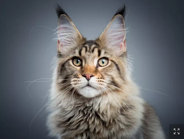 Le Maine Coon