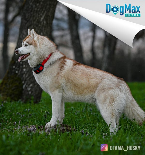 Nouveau collier GPS DOGMAX ULTRA