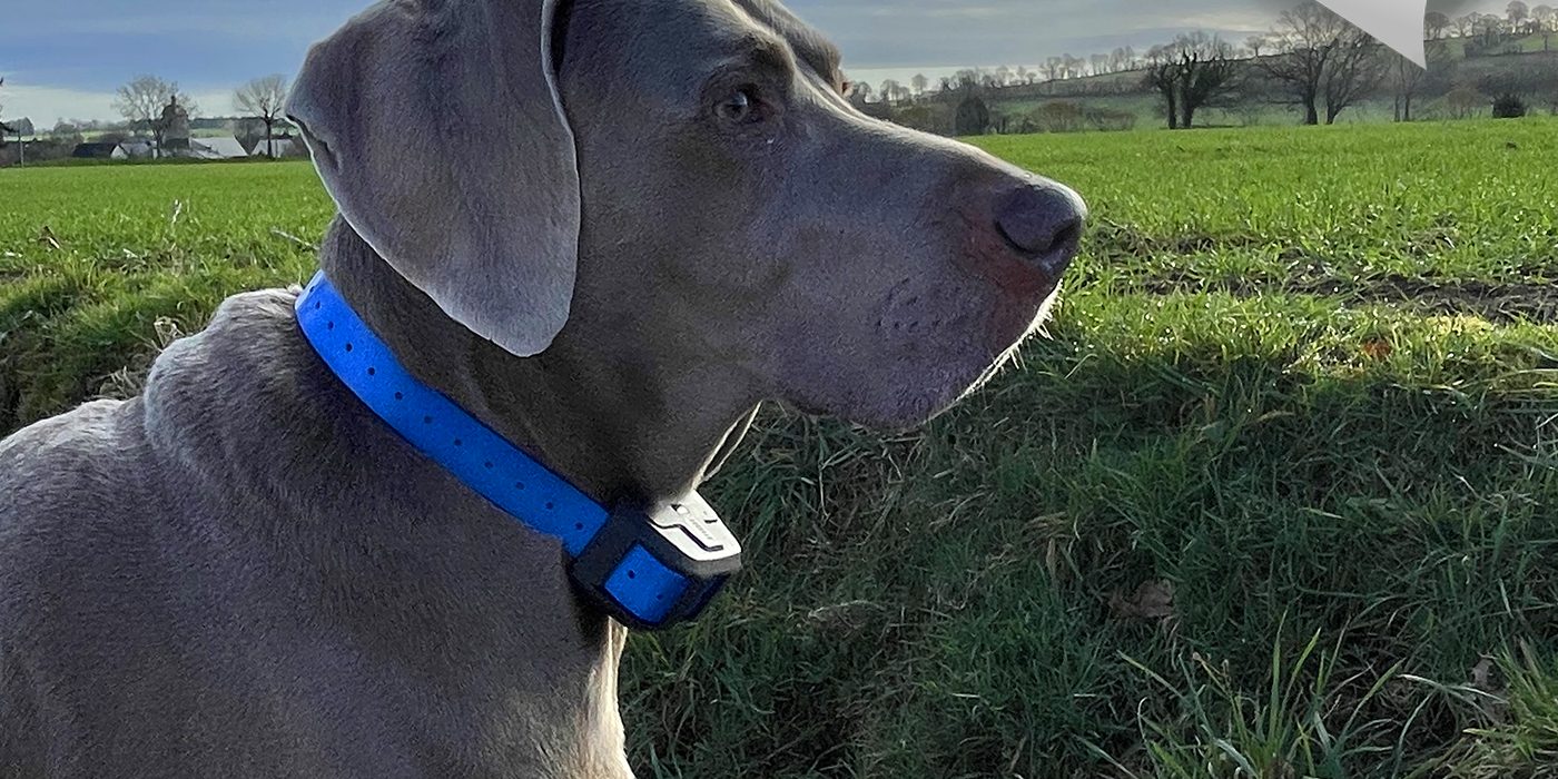 COLLIER GPS DOGMAX ULTRA