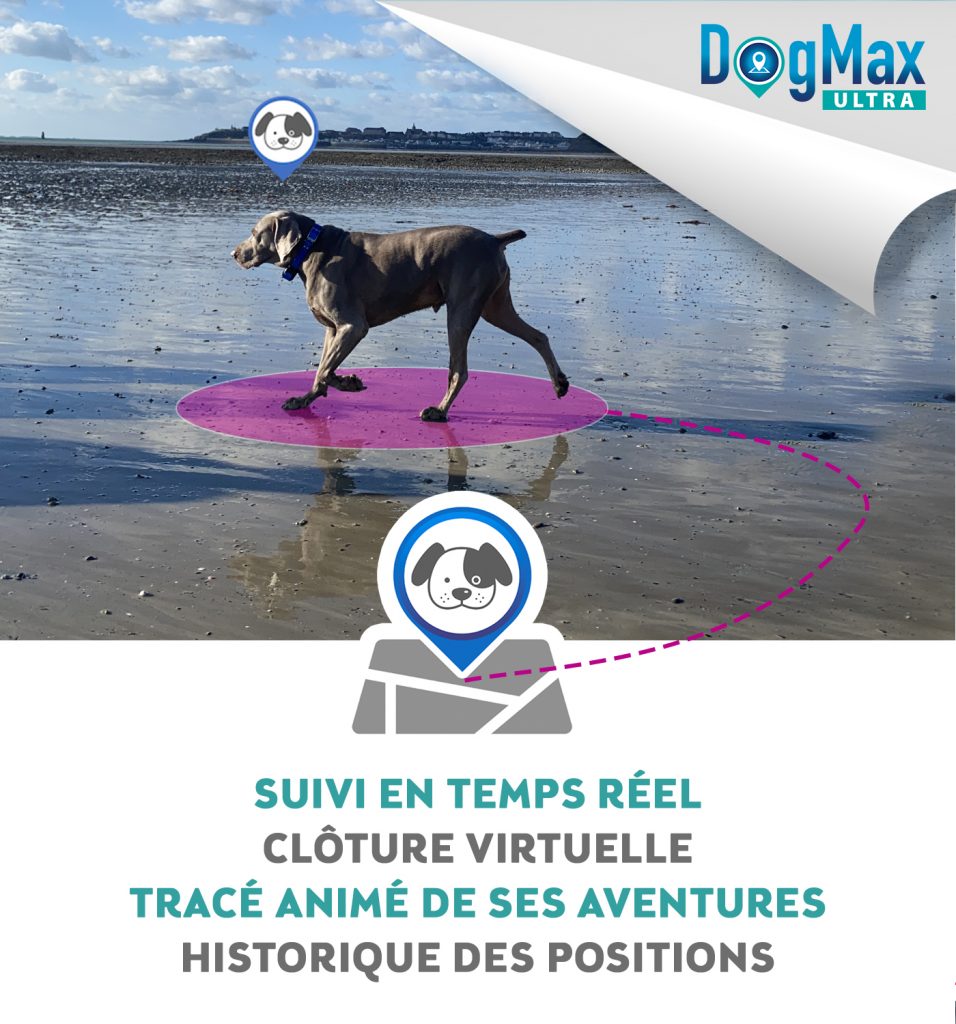 Collier de suivi pour chien en gros