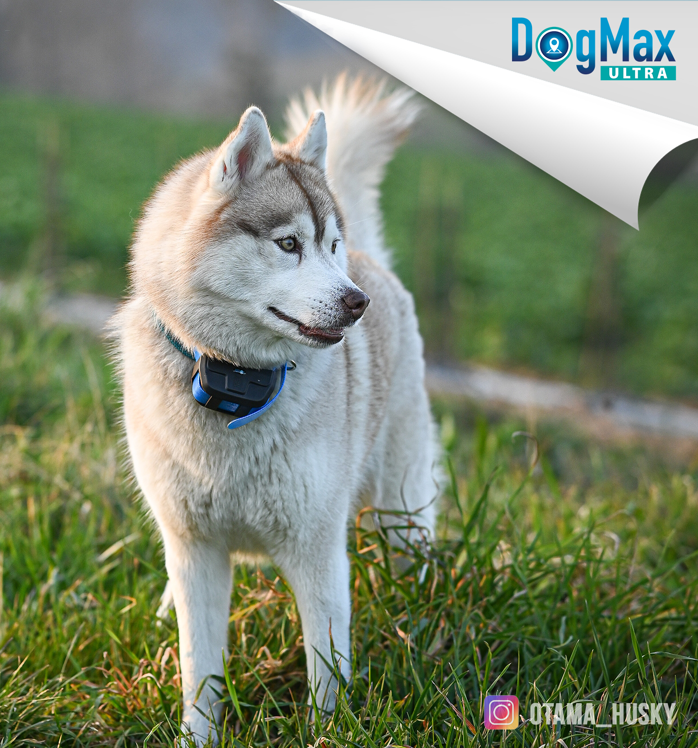 COLLIER GPS DOGMAX LOCALIZ. Le collier GPS idéal pour les chiens