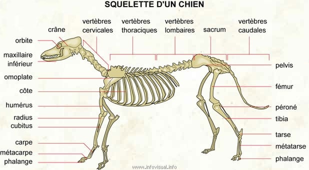 Squelette du grand chien