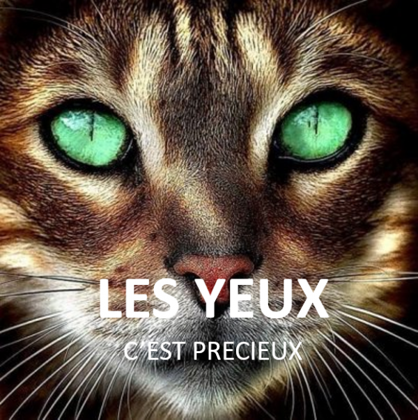LES YEUX c’est précieux LES YEUX C'EST PRECIEUX