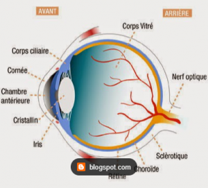 COUPE SCHEMATIQUE DE L'OEIL