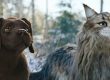 Film chien et chat de Reem kherici
