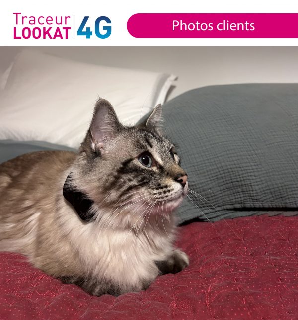 GPS Lookat chat 4G tracker GPS Localiz - film chien et chat tracker GPS Localiz 2 film chien et chat