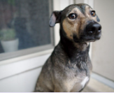 Protection des animaux