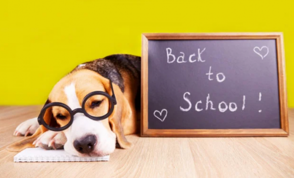 La rentrée de nos Animaux La rentrée de nos Animaux