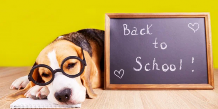 La rentrée de nos Animaux La rentrée de nos Animaux