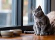 Combien de temps laisser un chat seul pendant les vacances