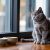 Combien de temps laisser un chat seul pendant les vacances